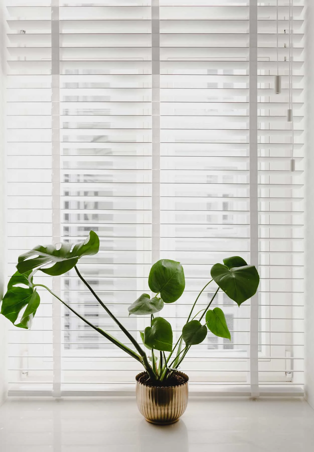White horizontal blinds installed on a bright window with a potted plant in front